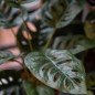 Emerald Künstliche Monstera Monkey 43 cm im Topf Emerald Künstliche Monstera Monkey 43 cm im Topf