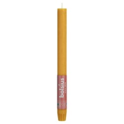 Bolsius Tafelkerzen Shine 16 Stk. 27 cm Honiggelb