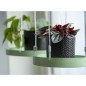 Esschert Design Pflanzentablett Rund Grün S Esschert Design Pflanzentablett Rund Grün S