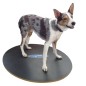 FitPAWS Wackelbrett 50 cm Schwarz FitPAWS Wackelbrett 50 cm Schwarz