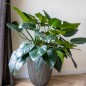 Capi Vase Groove Elegant 34x46 cm Anthrazit Capi Vase Groove Elegant 34x46 cm Anthrazit
