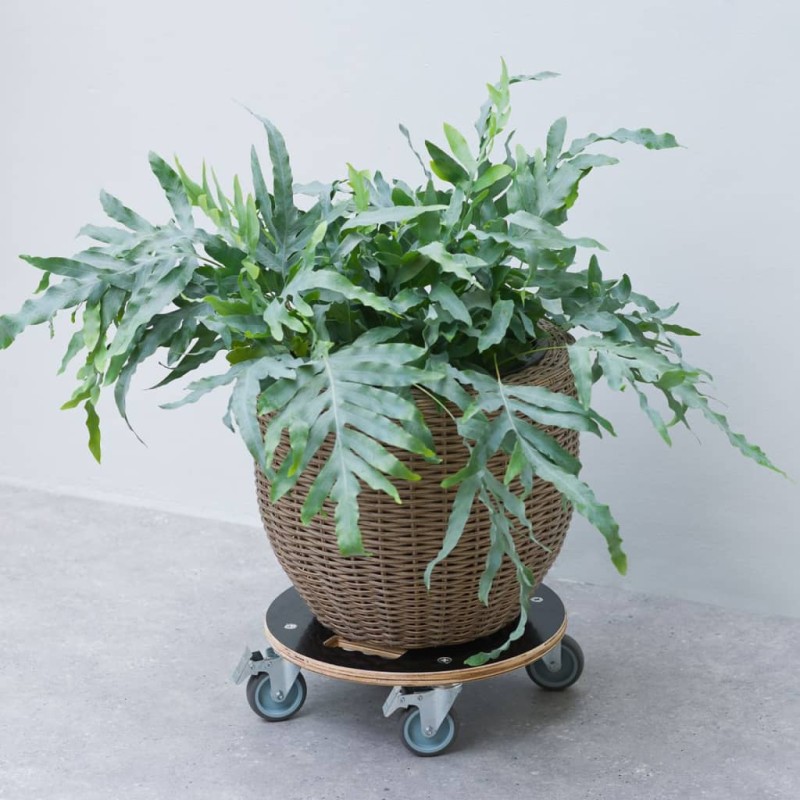 Nature Pflanzenroller Rund Ø38cm Schwarz Holz Nature Pflanzenroller Rund Ø38cm Schwarz Holz