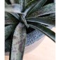 Capi Blumentopf Waste Smooth 43x41 cm Grau Capi Blumentopf Waste Smooth 43x41 cm Grau