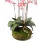 Emerald Kunstpflanze Phalaenopsis mit Moos Rosa 75 cm 417662 Emerald Kunstpflanze Phalaenopsis mit Moos Rosa 75 cm 417662