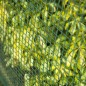 Nature Schweißgitter-Gartenzaun 20x20 mm 1x3 m Grün Nature Schweißgitter-Gartenzaun 20x20 mm 1x3 m Grün