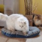Ferplast Hunde- und Katzenkissen Stuart 89/10 Blau Ferplast Hunde- und Katzenkissen Stuart 89/10 Blau