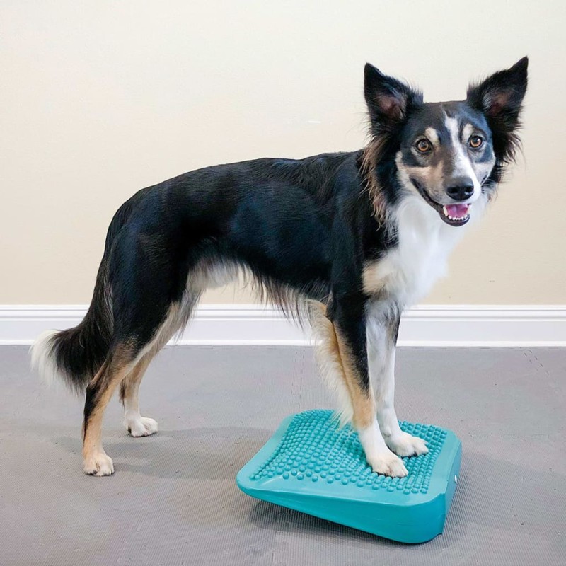 FitPAWS Balance-Rampe für Hautiere 35x35x7 cm Blau FitPAWS Balance-Rampe für Hautiere 35x35x7 cm Blau