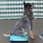 FitPAWS Balance-Rampe für Hautiere 35x35x7 cm Blau FitPAWS Balance-Rampe für Hautiere 35x35x7 cm Blau