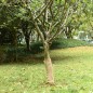 vidaXL Jutegewebe 0,5x15 m 100% Jute 200 g/m² vidaXL Jutegewebe 0,5x15 m 100% Jute 200 g/m²