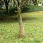 vidaXL Jutegewebe 0,25x15 m 100% Jute 200 g/m² vidaXL Jutegewebe 0,25x15 m 100% Jute 200 g/m²