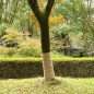 vidaXL Jute-Rollen 2 Stk. 1x50 m 100 % Jute 200 g/m² vidaXL Jute-Rollen 2 Stk. 1x50 m 100 % Jute 200 g/m²