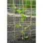 Nature Ranknetz für Kletterpflanzen Jute 1,8x5 m Natur Nature Ranknetz für Kletterpflanzen Jute 1,8x5 m Natur