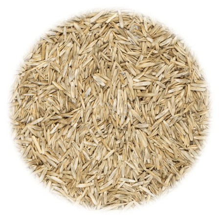 vidaXL Grassamen für Feld und Weide 10 kg