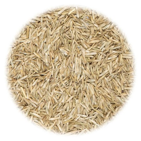 vidaXL Grassamen für Feld und Weide 20 kg