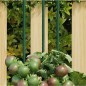 vidaXL Pflanzenstützen 30 Stk. Grün 60 cm Stahl vidaXL Pflanzenstützen 30 Stk. Grün 60 cm Stahl