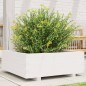 vidaXL Pflanzkübel Weiß 70x70x26,5 cm Massivholz Kiefer vidaXL Pflanzkübel Weiß 70x70x26,5 cm Massivholz Kiefer