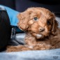 Madison Hundebett Velvet 100x80x25 cm Grau Madison Hundebett Velvet 100x80x25 cm Grau
