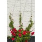 Nature Rankseilsystem für Kletterpflanzen 6040760 Nature Rankseilsystem für Kletterpflanzen 6040760