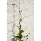 Nature Rankseilsystem für Kletterpflanzen 6040760 Nature Rankseilsystem für Kletterpflanzen 6040760