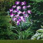 HI LED-Solar-Orchidee 75 cm HI LED-Solar-Orchidee 75 cm