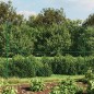 vidaXL Maschendrahtzaun mit Bodenflansch Grün 1,6x25 m vidaXL Maschendrahtzaun mit Bodenflansch Grün 1,6x25 m