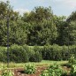 Maschendrahtzaun Anthrazit 2x10 m Verzinkter Stahl Maschendrahtzaun Anthrazit 2x10 m Verzinkter Stahl