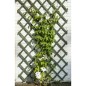 Nature Garten-Rankgitter 2 Stk. Holz Grün 50 x 150 cm Nature Garten-Rankgitter 2 Stk. Holz Grün 50 x 150 cm