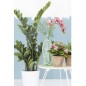 Emerald Kunstpflanze Zamioculcas Grün 110 cm 11.662C Emerald Kunstpflanze Zamioculcas Grün 110 cm 11.662C