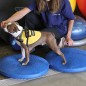 FitPAWS Balance-Scheibe für Haustiere 56 cm Blau FitPAWS Balance-Scheibe für Haustiere 56 cm Blau