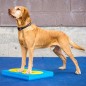 FitPAWS Targets 4 Stk. Gelb und Blau FitPAWS Targets 4 Stk. Gelb und Blau