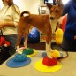 FitPAWS Targets 4 Stk. Gelb und Blau FitPAWS Targets 4 Stk. Gelb und Blau