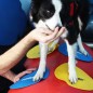 FitPAWS Targets 4 Stk. Gelb und Blau FitPAWS Targets 4 Stk. Gelb und Blau