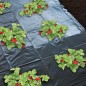 Nature Mulchabdeckung für Erdbeeren 1,4 x 20 m 6030231 Nature Mulchabdeckung für Erdbeeren 1,4 x 20 m 6030231