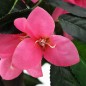 vidaXL Künstliche Rhododendron-Pflanze mit Topf 155 cm Grün und Rosa vidaXL Künstliche Rhododendron-Pflanze mit Topf 155 cm Grün und Rosa