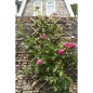 Nature Garten Gitter 70x180 cm Bambus 6040721 Nature Garten Gitter 70x180 cm Bambus 6040721