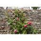 Nature Garten Gitter 70x180 cm Bambus 6040721 Nature Garten Gitter 70x180 cm Bambus 6040721