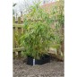 Nature Wurzelbarriere Bogen 0,7 x 3 m HDPE schwarz 6030226 Nature Wurzelbarriere Bogen 0,7 x 3 m HDPE schwarz 6030226