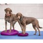 FitPAWS Balance-Scheibe für Haustiere 56 cm Razzleberry FitPAWS Balance-Scheibe für Haustiere 56 cm Razzleberry
