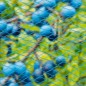 Nature Vogelschutznetz Nano 10 x 4 m Blau Nature Vogelschutznetz Nano 10 x 4 m Blau