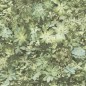 Noordwand Tapete Evergreen Succulent Grün und Beige Noordwand Tapete Evergreen Succulent Grün und Beige