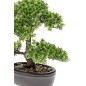Emerald Kunstpflanze Bonsai Mini-Ficus Grün 32 cm 420002 Emerald Kunstpflanze Bonsai Mini-Ficus Grün 32 cm 420002