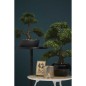Emerald Kunstpflanze Bonsai Zeder Grün 32 cm 420001 Emerald Kunstpflanze Bonsai Zeder Grün 32 cm 420001