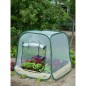 Nature Pop-up Gewächshaus 100 x 100 x 100 cm 6020408 Nature Pop-up Gewächshaus 100 x 100 x 100 cm 6020408