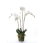 Emerald Kunstpflanze Phalaenopsis mit Moos Weiß 90 cm 20.355 Emerald Kunstpflanze Phalaenopsis mit Moos Weiß 90 cm 20.355