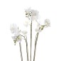 Emerald Kunstpflanze Phalaenopsis mit Moos Weiß 90 cm 20.355 Emerald Kunstpflanze Phalaenopsis mit Moos Weiß 90 cm 20.355