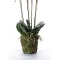 Emerald Kunstpflanze Phalaenopsis mit Moos Weiß 90 cm 20.355 Emerald Kunstpflanze Phalaenopsis mit Moos Weiß 90 cm 20.355