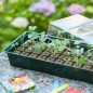 Nature Mini Gewächshaus Set 4x16 Zellen Nature Mini Gewächshaus Set 4x16 Zellen