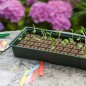 Nature Mini Gewächshaus Set 4x16 Zellen Nature Mini Gewächshaus Set 4x16 Zellen
