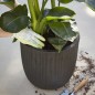Capi Blumentopf Urban Tube Oval 54 x 52 cm Schwarz KBLT935 Capi Blumentopf Urban Tube Oval 54 x 52 cm Schwarz KBLT935