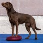 FitPAWS Balance-Scheibe für Haustiere 36 cm Razzleberry FitPAWS Balance-Scheibe für Haustiere 36 cm Razzleberry